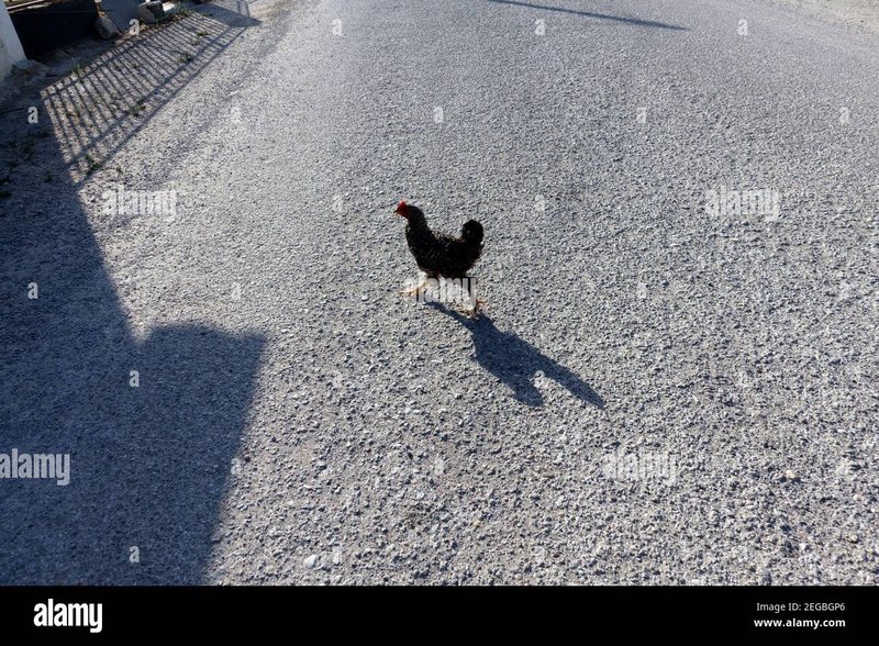 Chicken road gokspel in Netherlands